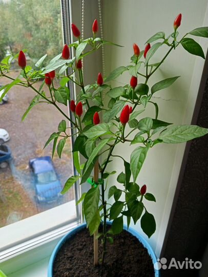 Рассада острого перца Чили