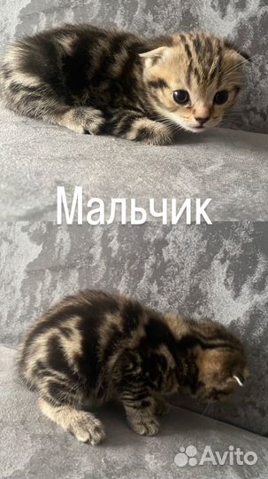 Шотландские котята
