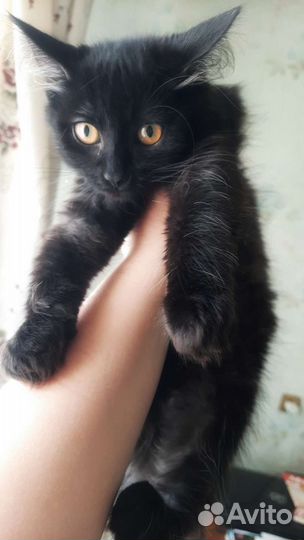 Котята в дар 2.5 месяца