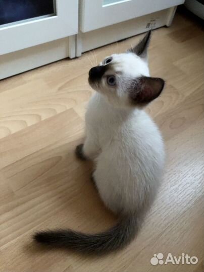 Тайские котята чистокровные