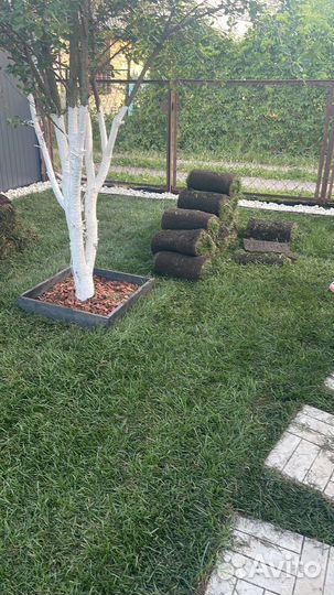 Рулонный газон