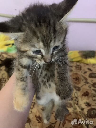 Котята в добрые ручки