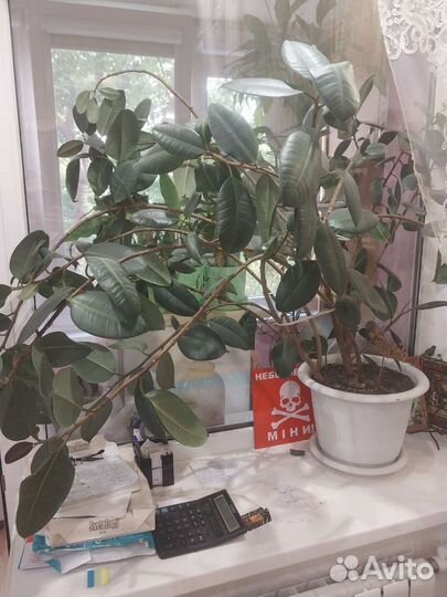 Фикус каучуконосный большой