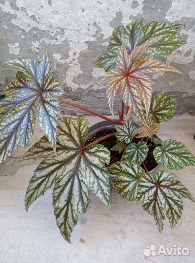 Бегонии разные