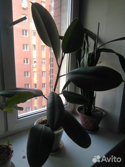 Продам комнатные цветы большой выбор