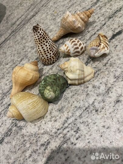Морские ракушки раковины для аквариума