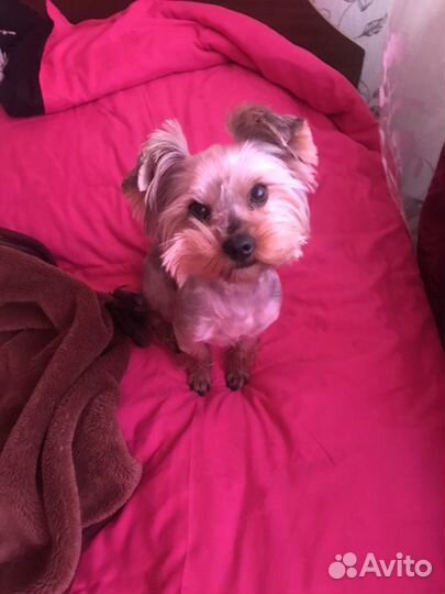 Кобель для вязки