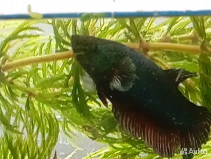 Рыба петушок