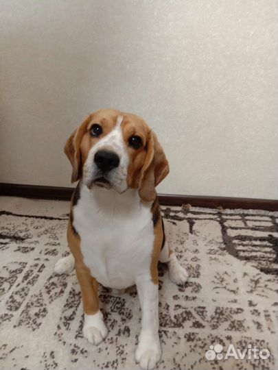 Вязка кобель бигль