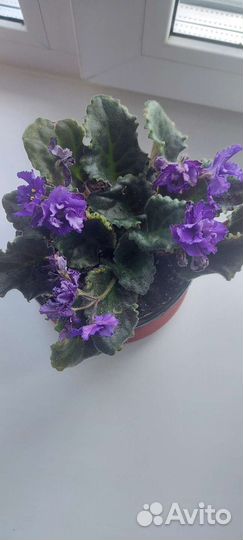 Продам цветы комнатные