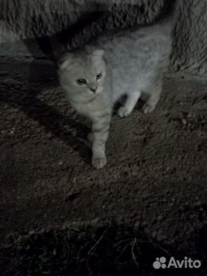 Котик в добрые руки