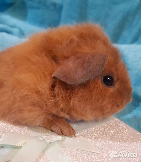 Морские свинки