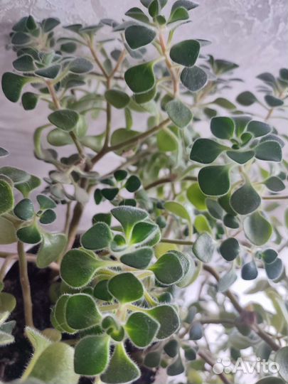 Aихризон -Деpево любви