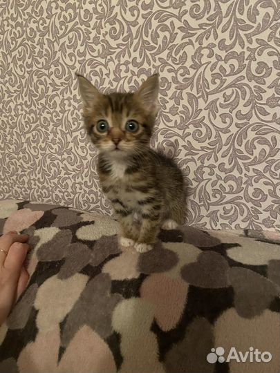 Котик бесплатно