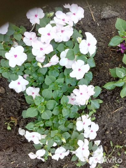 Цветы многолетки