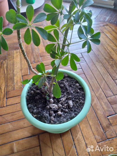 Комнатный цветок Шеффлера