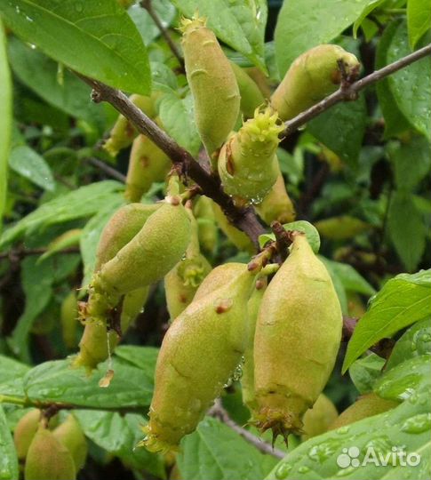 Химонант скороспелый китай семена