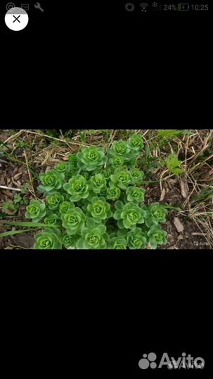 Очиток седум, Хлорофитум кудрявый, фиалки сортовые