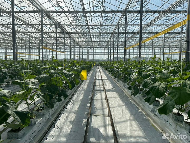 Овощевод - разнорабочие