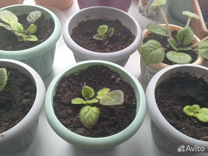 Фиалка комнатная