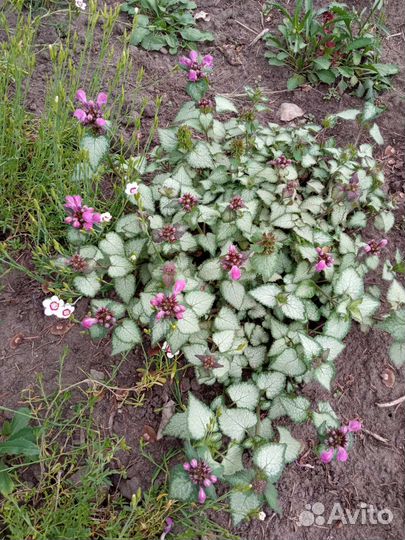 Многолетние садовые растения