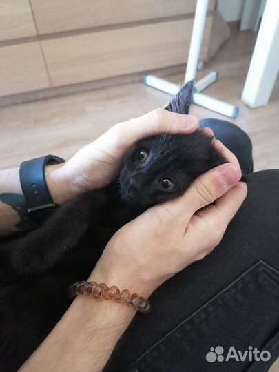 Черный котенок в добрые руки