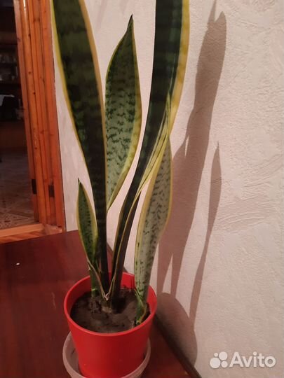 Сансевиерия