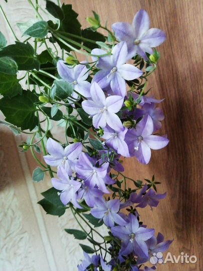 Ахименес,Кислица,Жених и невеста,Герань,Стрептокар