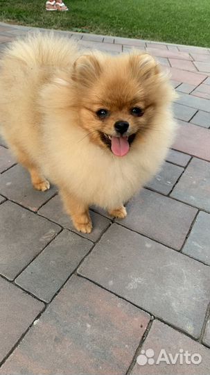 Померанский шпиц