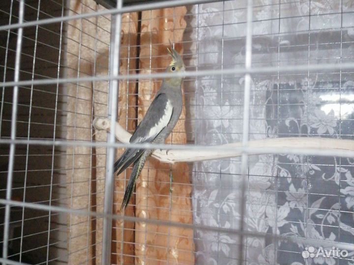 Попугай корелла птенец