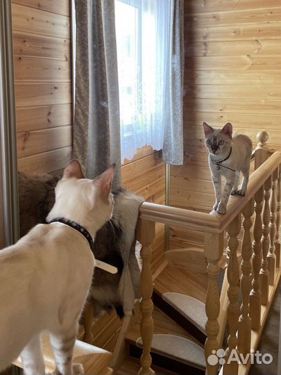 Котята Бенгальские Линкс