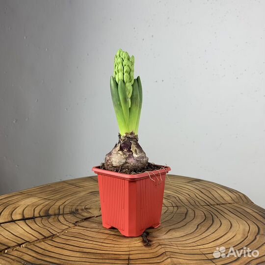 Гиацинт в горшке