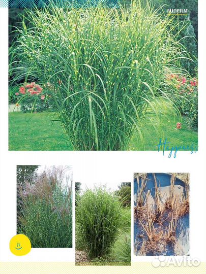 Декоративные злаки, мискантусы