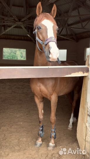 Мерин в конкур под любителя или ребенка