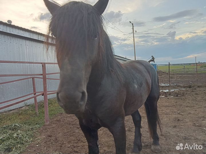 Жеребец на племя