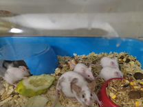 Замороженные кормовые мыши и крысы