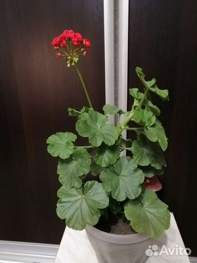 Пеларгония герань