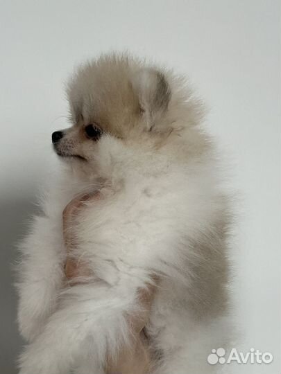 Померанский шпиц мини девочка