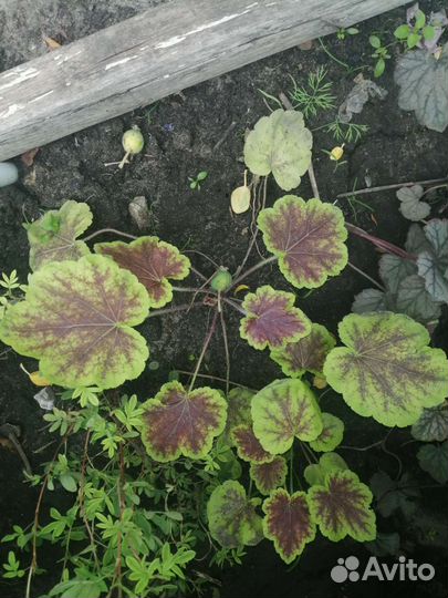 Кочедыжник, гейхеры, хосты, астильбы