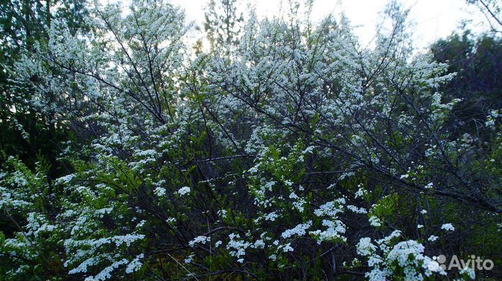 Спирея аргута