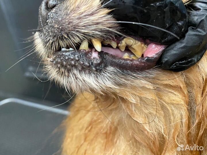 Ультразвуковая чистка зубов собакам без наркоза