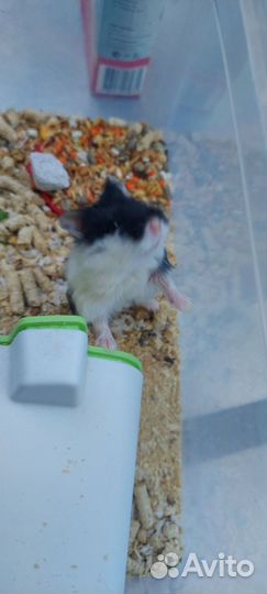 Хомяк Кэмпбелла с домиком