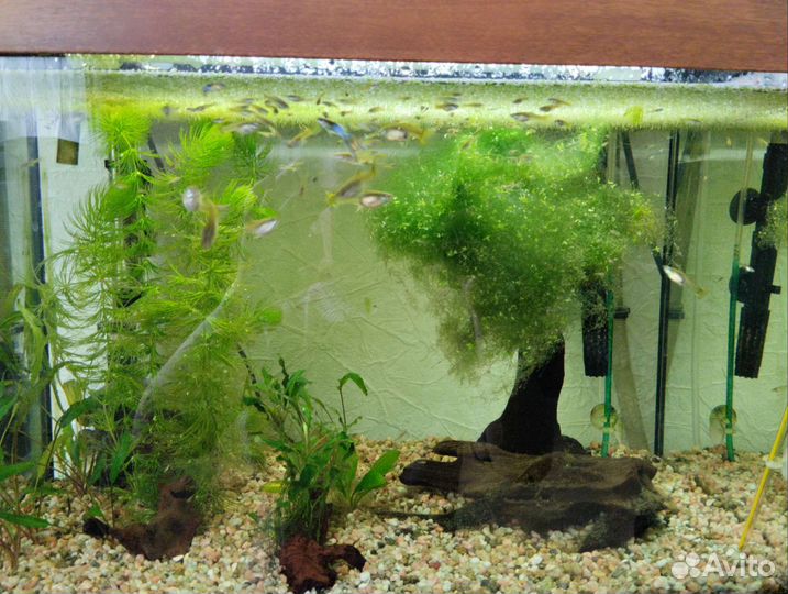 Мальки гуппи