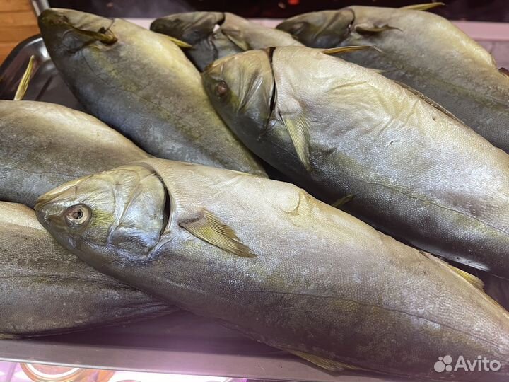 Холодное копчение лакедра,скумбрия,корюшка