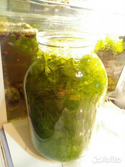 Водоросли роголистник, улитки для аквариума