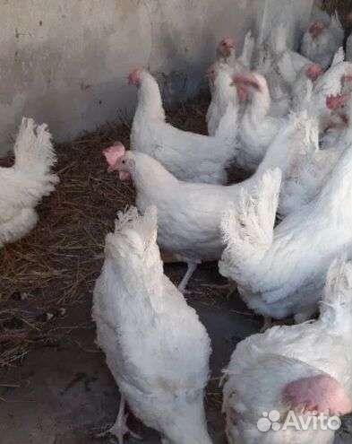 Несушки с отличным оперением. Доставка на дом