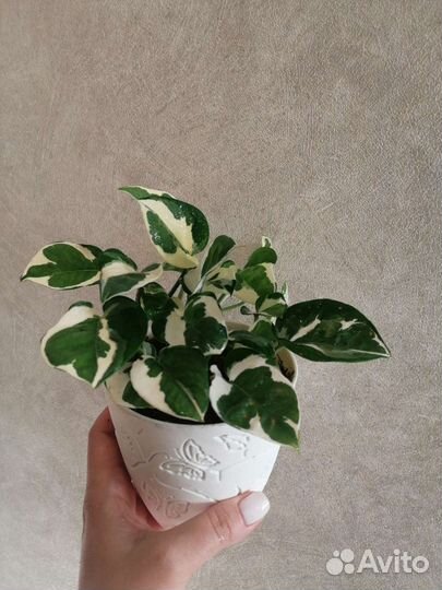 Эпипремнум Н-джой