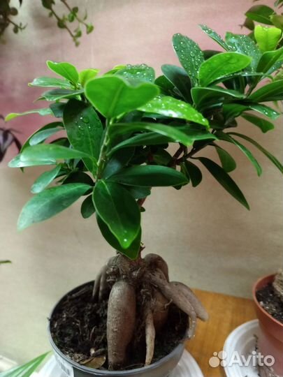 Фикусы, комнатные цветы