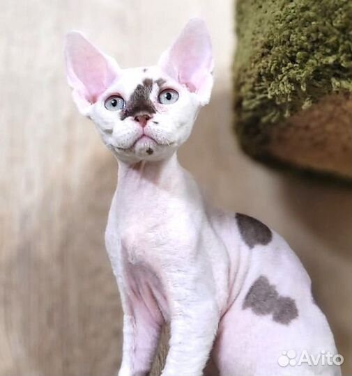 Котята девон-рекс