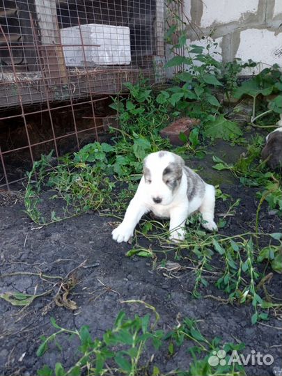 Продаются щенята алабая